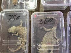 -中环花鸟鱼虫市场