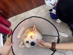 -美联众合动物医院·24h转诊中心