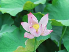 -大宁郁金香公园-停车场