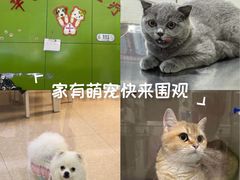 -辛巴宠物医疗中心·骨科·内分泌专科·心肾专科(亭林公园店)