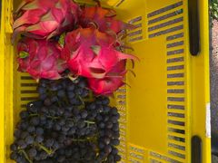 -海堤葡萄园中小学生研学基地