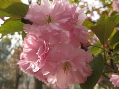 -西安青龙寺遗址景区