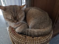 -共舞时光猫咖·狗咖(新街口店)