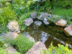 -深圳仙湖植物园