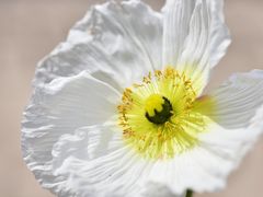 -河口湖八音盒之森美术馆
