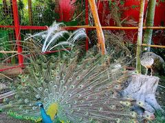 -西双版纳总佛寺