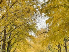 -三里屯东五街银杏大道