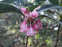 -梧桐山风景名胜区