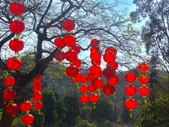 -深圳仙湖植物园
