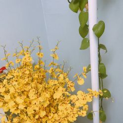 -Yue Show馨选·半永久纹眉纹眼线