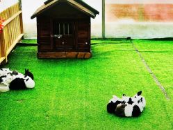 -萌宠亲子动物乐园(槐房万达店)