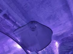 -海合安武汉极地海洋公园