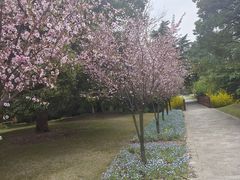 -高东镇樱花园