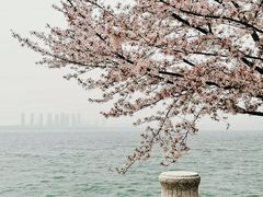 -白鹭园