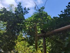 -广州神农草堂中医药博物馆