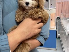 -翊宠yipet猫狗购宠庄园犬舍•猫舍