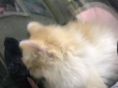 -瑞派天宁宠物医院·猫科·异宠中心