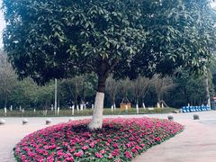 -铁山坪森林公园