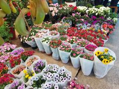 -双季花艺园艺市场(浦东店)