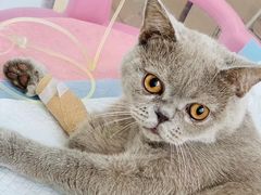 -北京恒爱动物医院(清景园分院)