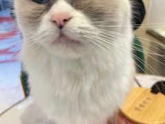 -喵喵咪呀布偶猫咖(春熙路店)