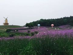 -大塘金香草谷