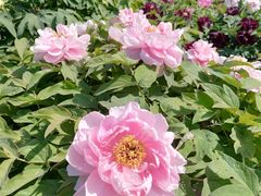 -莲花池公园