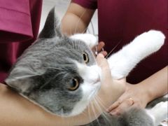 -艾贝尔宠物医院 ·中兽医·宠保定点(北门桥店)