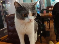 -猫小院猫主题餐厅(三里屯店)