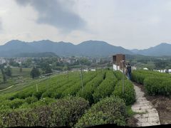 -龙坞茶村