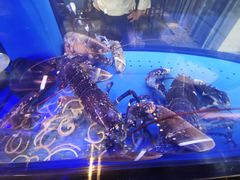 -AZUR聚(香格里拉饭店)