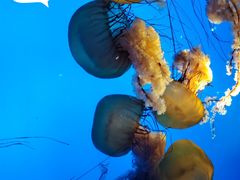 -太平洋海底世界