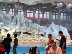 -帝企鹅自助餐厅•儿童岛•真企鹅(长隆企鹅酒店)