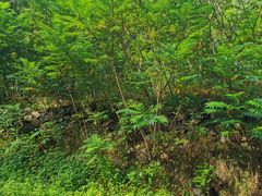 -云岫谷自然风景区