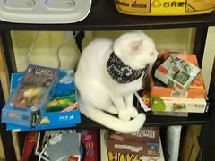 -猫色咖啡·猫咖