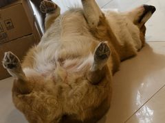 -平行世界·猫咖(首经贸店)