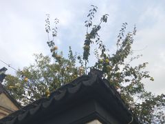 -秋霞圃