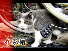 -乔家栅(襄阳南路店)