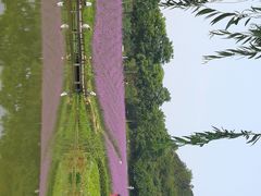-大塘金香草谷