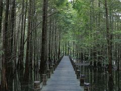 -桤木河湿地公园