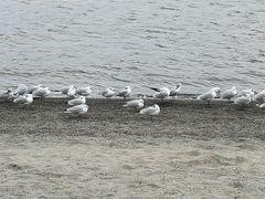 超可爱海鸥-台场海滨公园船码头