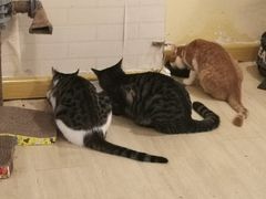 -宠爱国际动物医院· 猫科· 外科·中兽医(长白店)