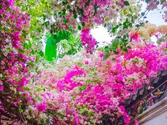 -深圳国际园林花卉博览园