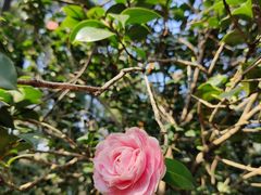 -中国科学院华南植物园