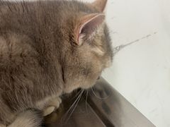 -汪喵宠物医院·骨科心脏影像·犬猫急重症ICU诊疗中心(成华分院)