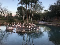 -奥兰多迪士尼动物王国乐园