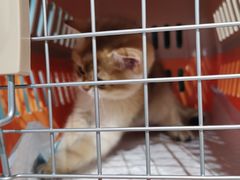 -东方名猫馆·英短金渐层布偶猫舍(环线广场1号楼店)