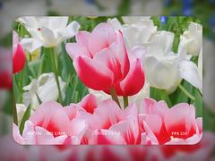 -深圳市中科院仙湖植物园