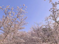 -顾村公园