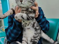 -北京观赏动物医院·24小时大型综合·猫专科·异宠专科